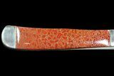 Pocketknife With Fossil Dinosaur Bone (Gembone) Inlays #86541-5